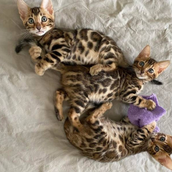 Urocze kocięta bengalskie czekają na nowy dom.
