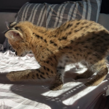 Wyjątkowy serwal: elegancja sawanny w Twoim domu